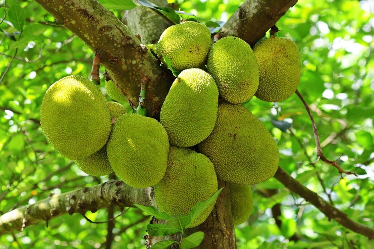 Jaqueira: veja como cuidar dessa grande árvore nativa da Índia - Fonte Canva