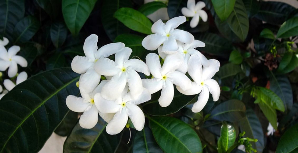 Como cultivar Jasmim-leite? Veja dicas práticas para ter flor chinesa em sua casa - Fonte: Pixabay