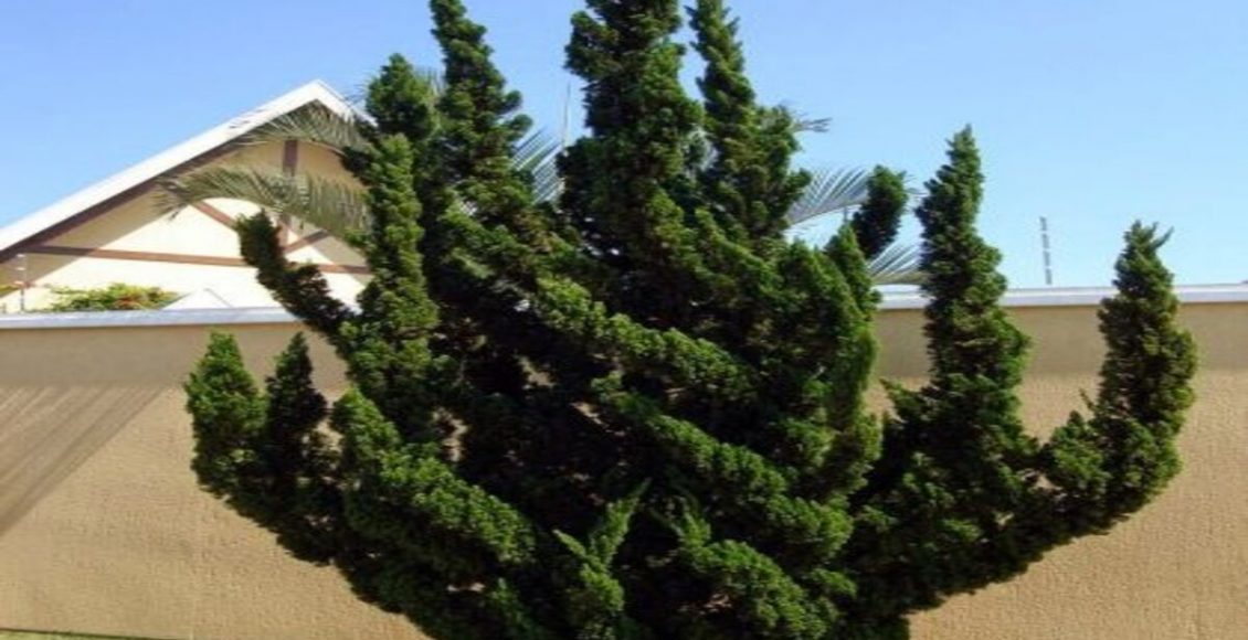 Veja dicas práticas para cultivar Kaizuka em casa mais curiosidades sobre a planta - Fonte: Pixabay