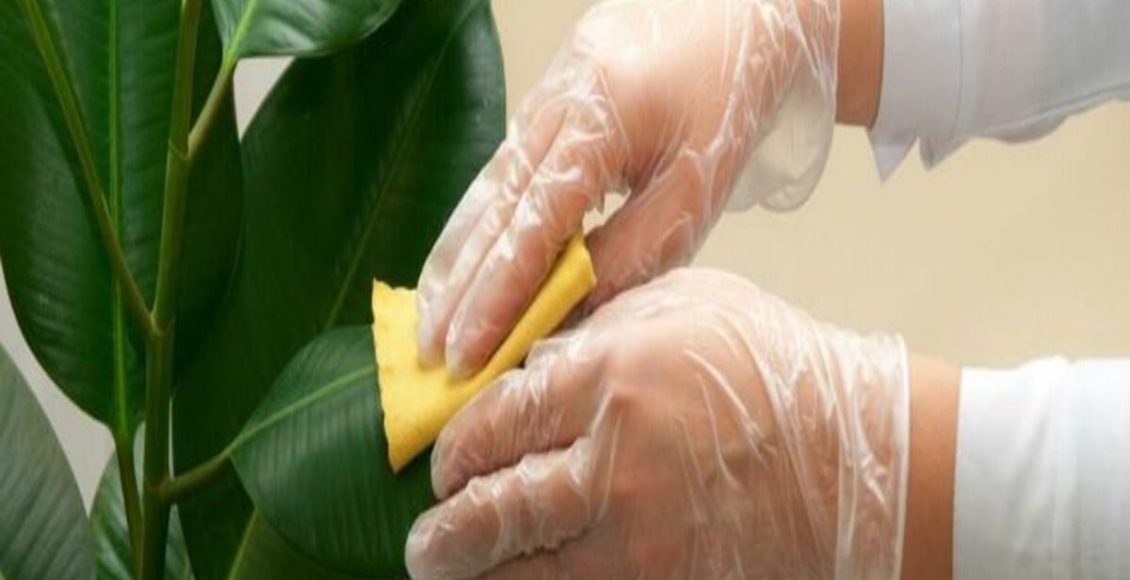 Poeira nas folhas das plantas? Veja como limpar e porquê isso prejudica no desenvolvimento das mudas - Fonte: Pixabay