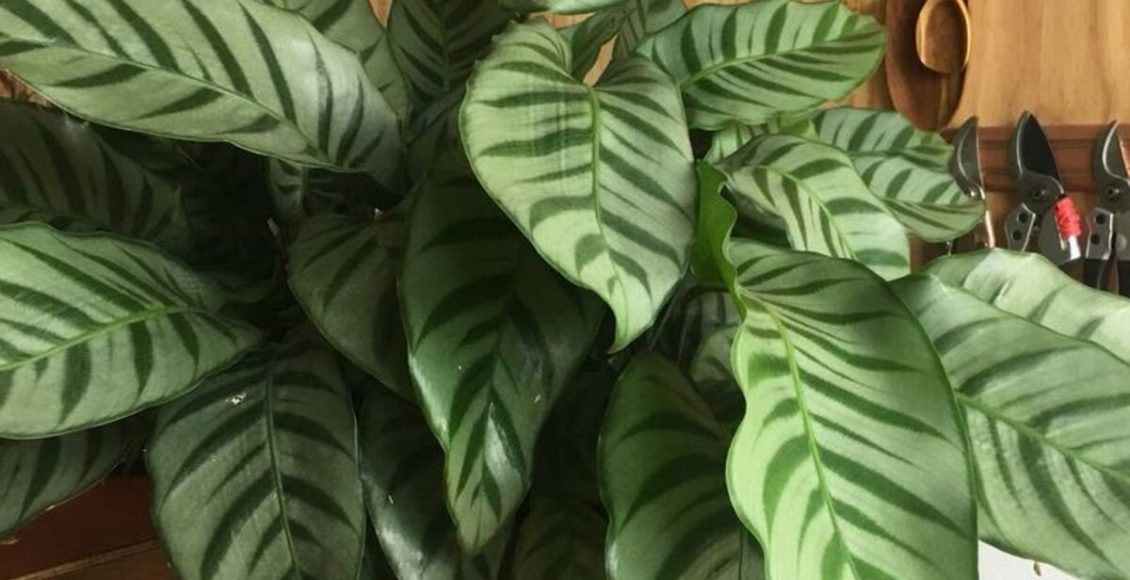 Plantas de sombra: veja quais são elas para usar no quarto, cozinha e sala - Fonte: Pixabay