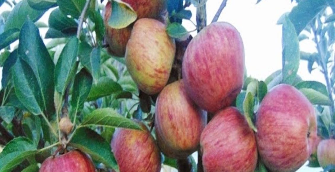 Como plantar macieira? Veja dicas práticas que podem te ajudar em todo o processo - Fonte: Pixabay