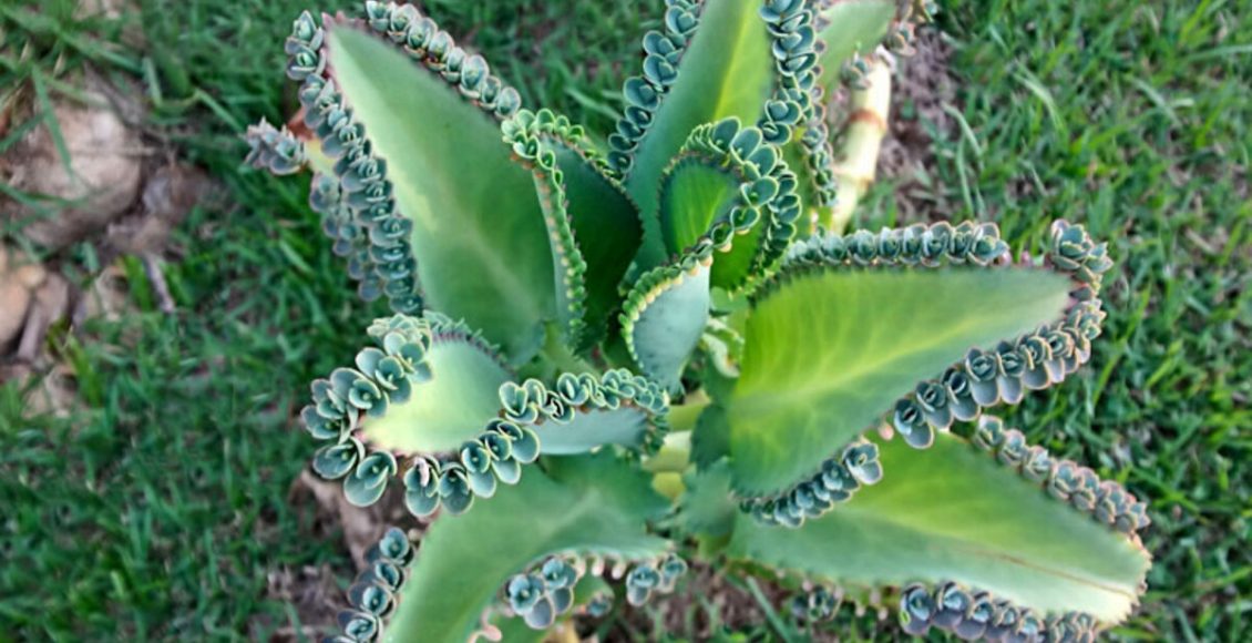 Como cultivar mãe-de-milhares? Veja dicas super fáceis que podem te ajudar - Reprodução Pixabay