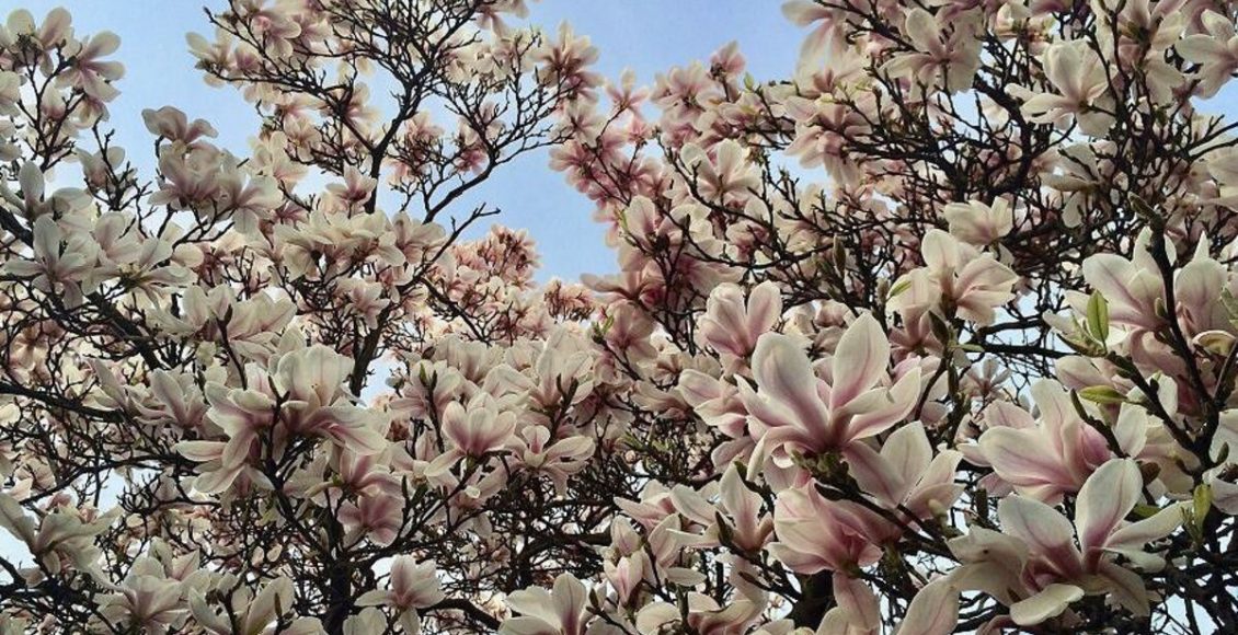 Como cultivar Magnólia? Veja dicas de cultivo, plantio, manutenção e nutrição da planta - Fonte: pixabay