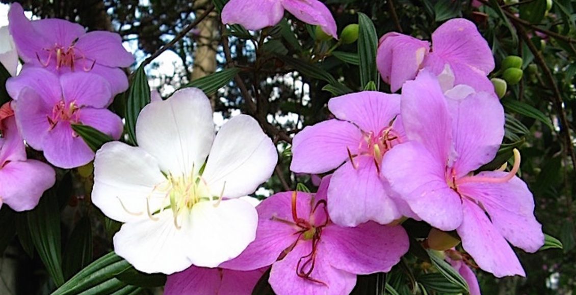 Como cultivar o Manacá? Planta é originária da Floresta Amazônica e é idela para locais úmidos - Fonte: Pixabay