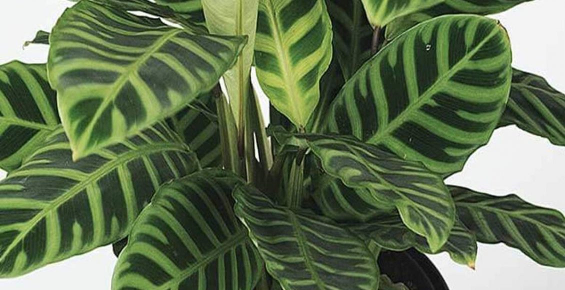 Como cultivar Maranta-zebra? Veja dicas práticas para ter flor em casa - Fonte: Pixabay