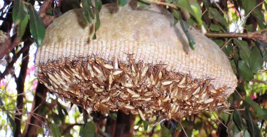 Como acabar com ninhos de marimbondo? Veja como fazer isso com segurança - Fonte: Pixabay