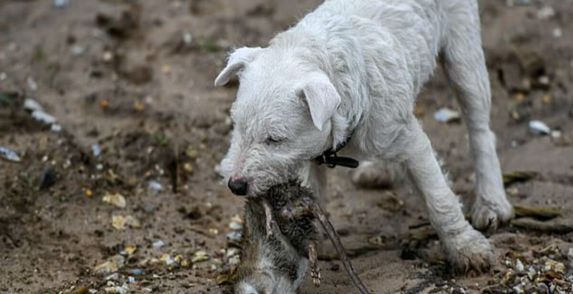É normal cachorro caçar rato? Veja os perigos que o seu cão está correndo - Fonte: Canva