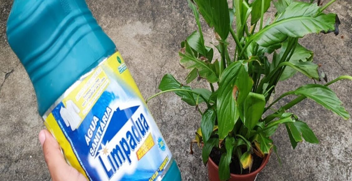 Água sanitária nas plantas: pode danificar a sua flor? Veja como usar do jeito certo - Fonte: Pixabay