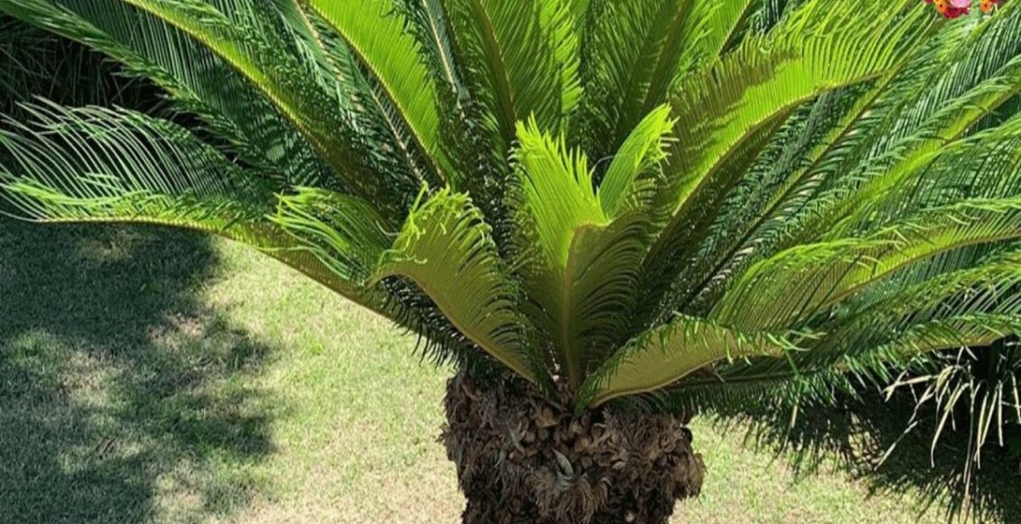 Como cultivar a plantar a sagu-de-jardim? Conheça uma das plantas mais lindas do mundo - Fonte: Pixabay