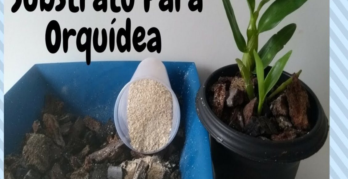 Substrato para orquídea: veja como fazer em casa e sem nenhuma dificuldade - Fonte: Pixabay