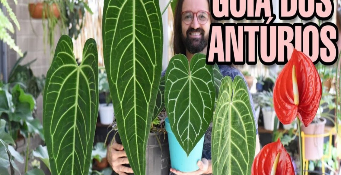 Como cultivar o Antúrio-rei? veja dicas práticas para ter essa planta em casa e sem dificuldade - Fonte:P Pixabay