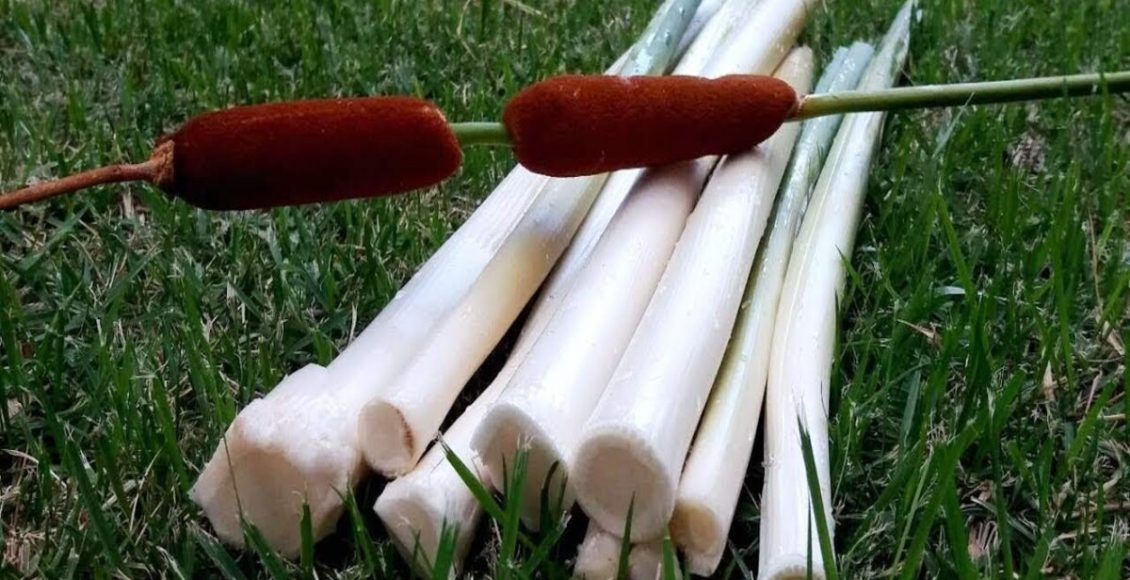 Como cultivar Taboa? Veja dicas fáceis para ter a planta em casa e ter muitos frutos - Fonte: Pixabay