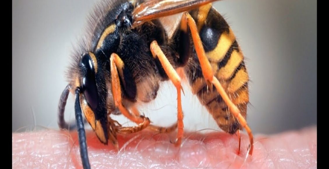 Foi picado por abelha ou vespa? Saiba agora o que fazer para proteger sua pele - Fonte: Pixabay