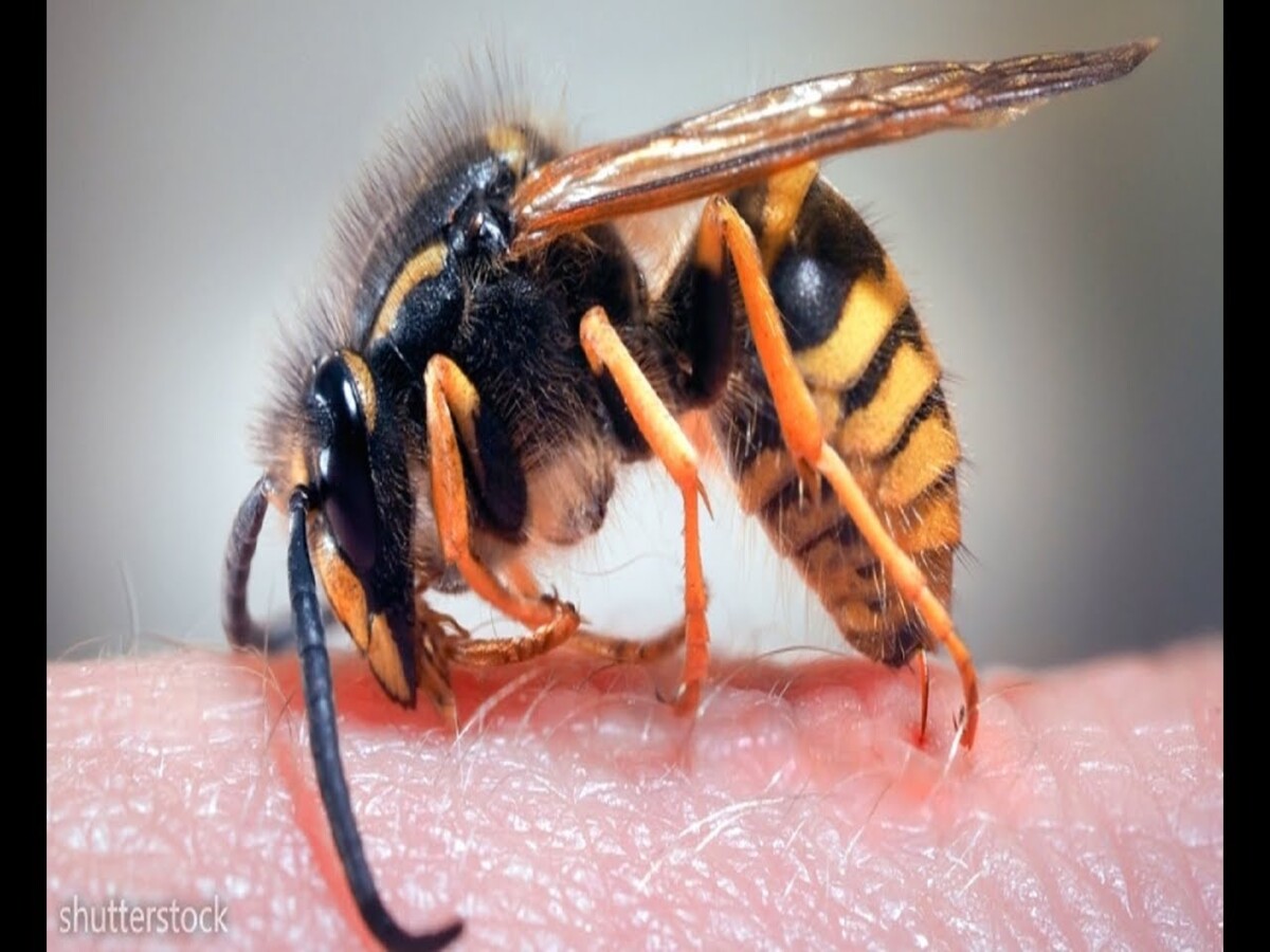 Foi picado por abelha ou vespa? Saiba agora o que fazer para proteger sua pele - Fonte: Pixabay