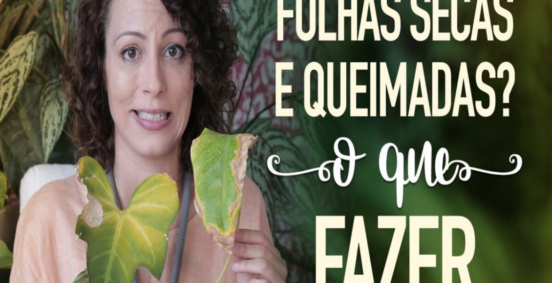 Folhas com pontas secas e queimadas: o que pode ser e como acabar com isso? - Fonte: Pixabay