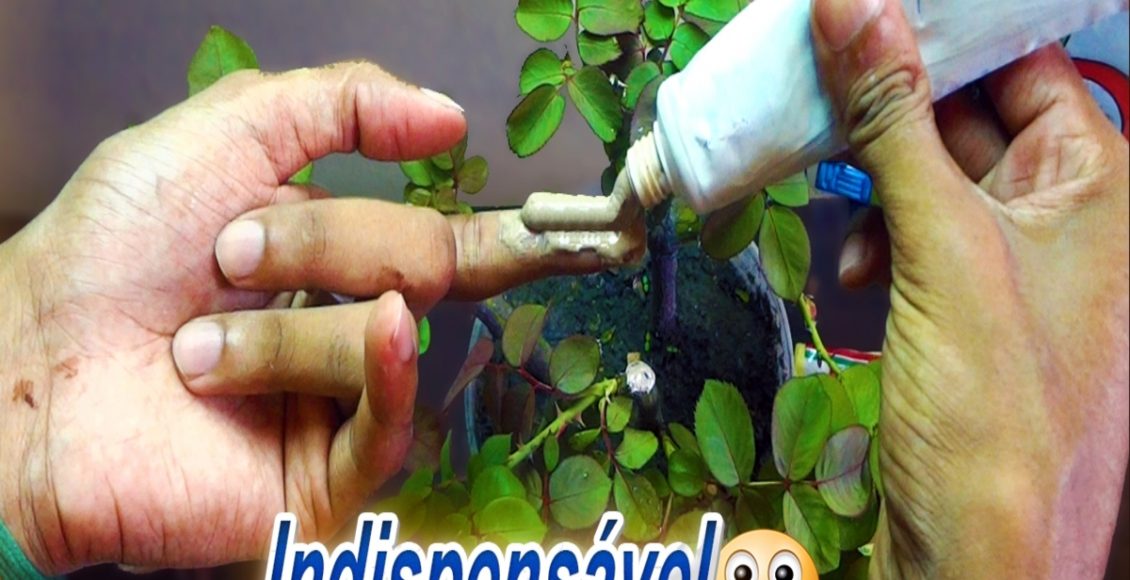 Como fazer Pasta Cicatrizante para Poda: saiba como impedir que sua planta seja atacada por fungos - Fonte: Pixabay