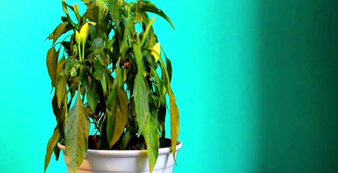 Como recuperar uma planta sedenta e seca? Veja dicas super fáceis que podem te ajudar - Fonte: Pixabay