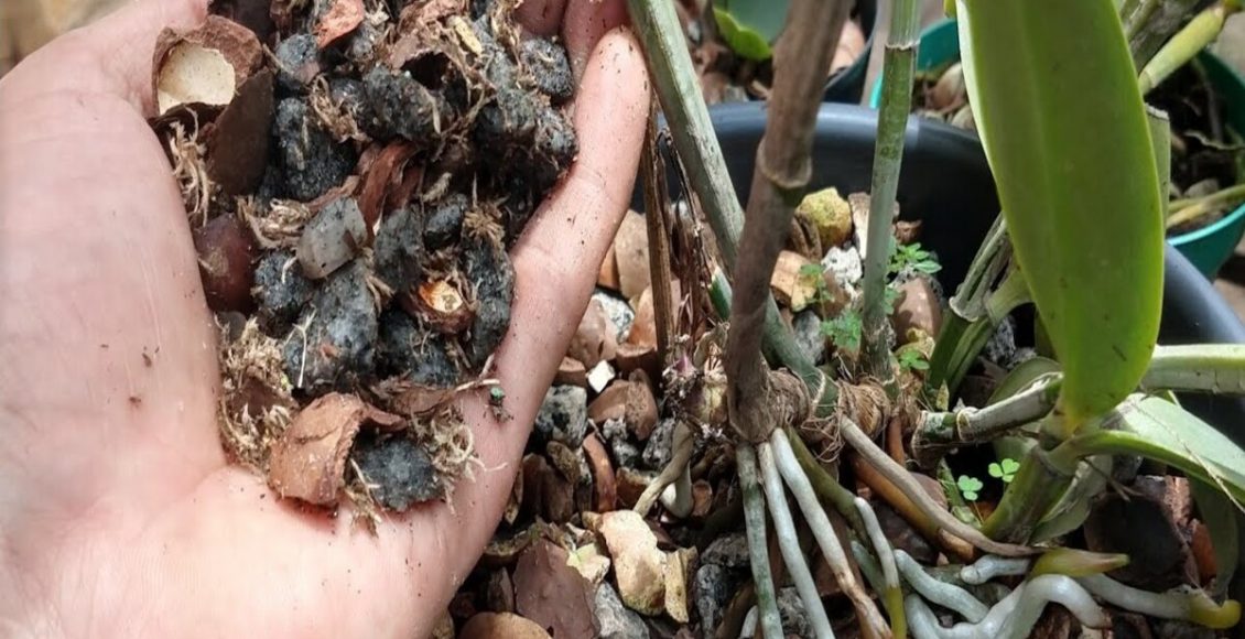 Veja a receita do melhor substrato para orquídeas do mundo: faça em casa em poucos passos - Fonte: Pixabay