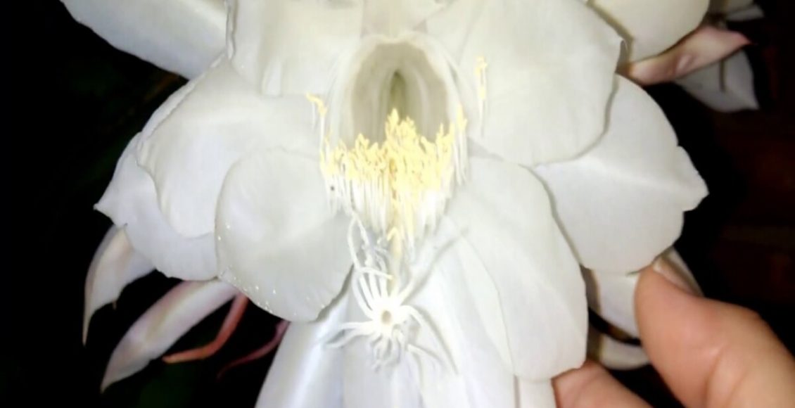 Como cultivar Flor Kadapul? Veja como cuidar da dama da noite e o que fazer para florescer mais - Fonte: Canvas