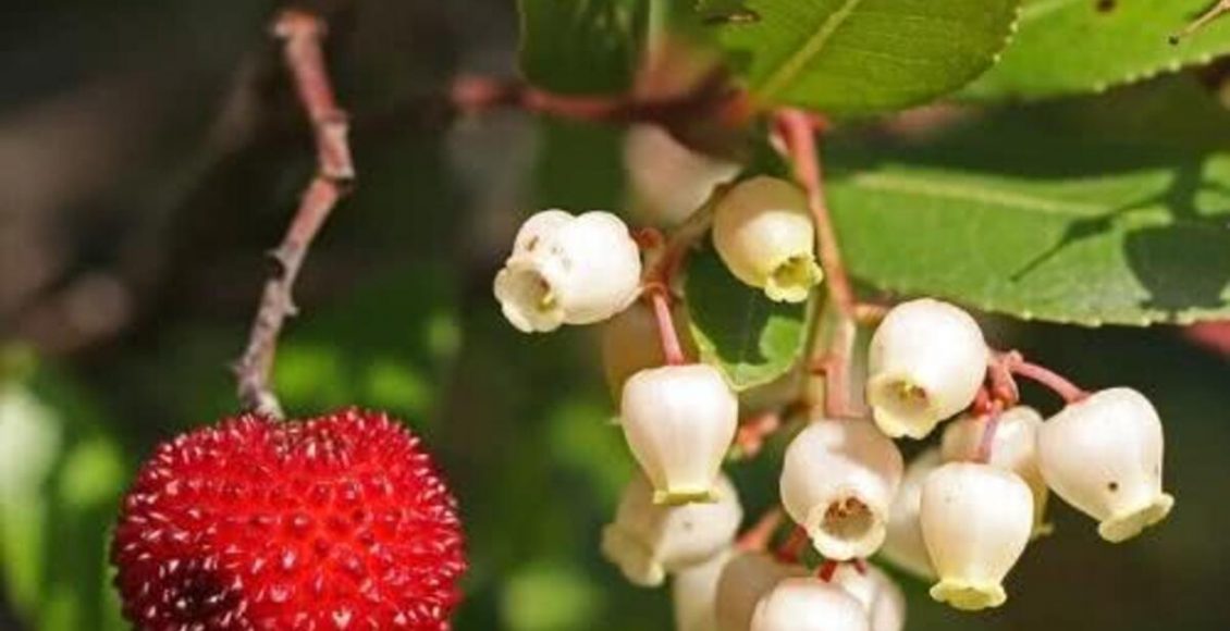 Medronheiro: veja como cultivar planta em casa e sem nenhuma dificuldade - Fonte: Pixabay