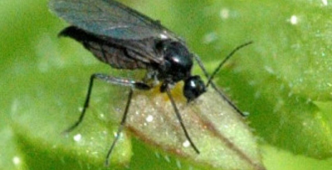 Como eliminar a Moscas-dos-fungos? Veja dicas super fácil para fazer isso m casa gastando pouco - Fonte: Pixabay