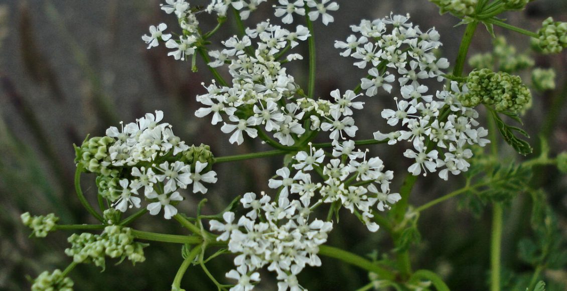 Cicuta: veja como cultivar a planta de 800 anos e dicas para fazer ela crescer - Fonte: Pixabay