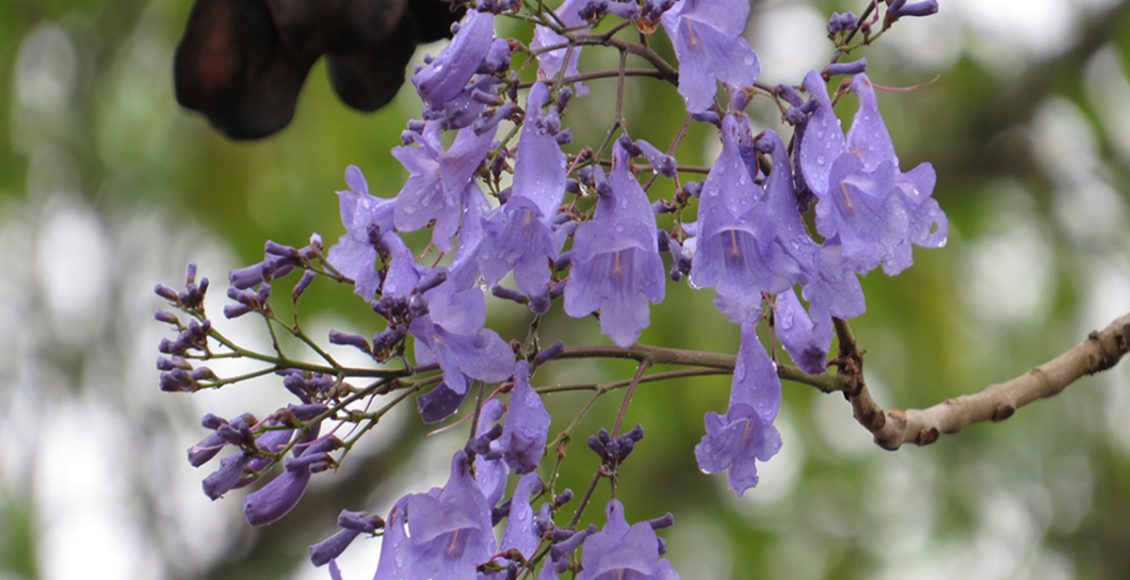 Como cultivar Jacarandá: veja dicas de plantio, rega, terra e espaçamento dos pés - Fonte: Pixabay