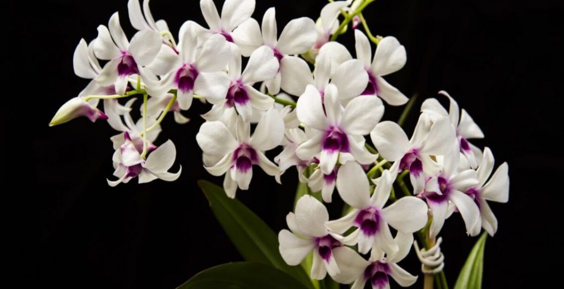 Práticas que destroem as orquídeas: veja quais são elas e como parar de fazer - Pixabay