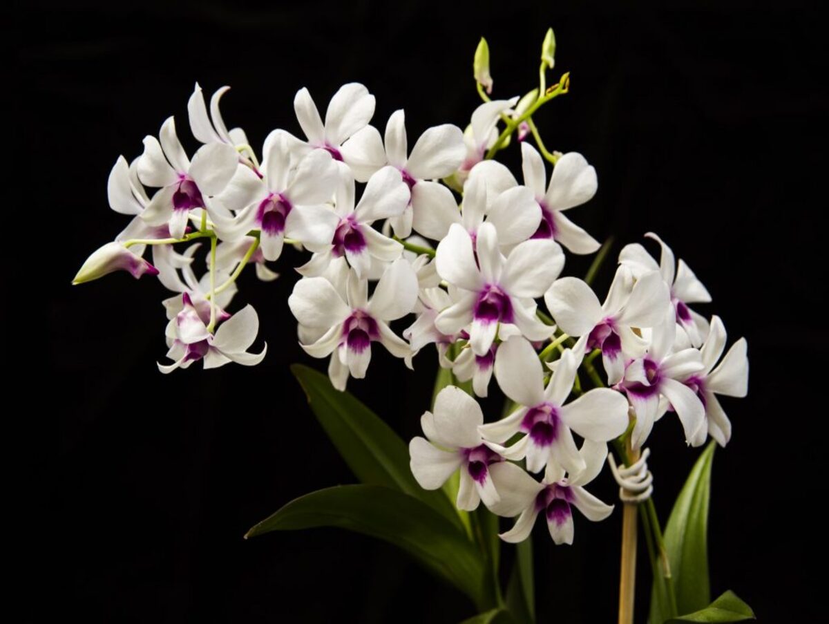 Práticas que destroem as orquídeas: veja quais são elas e como parar de fazer - Pixabay