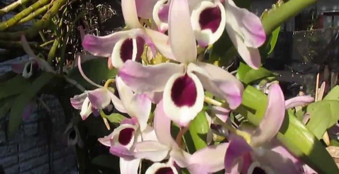 Como cultivar olho de boneca? Veja dicas de fertilizantes e cuidados do dia a dia para a orquídea - Fonte: Pixabay