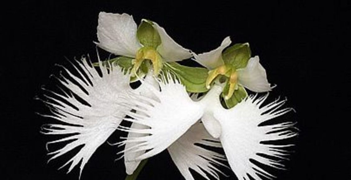 Orquídea-garça: como cultivar a planta, curiosidades sobre ela e dicas para manter - Fonte: Pixabay