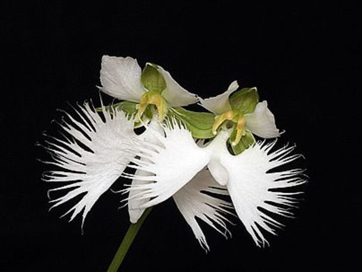 Orquídea-garça: como cultivar a planta, curiosidades sobre ela e dicas para manter - Fonte: Pixabay