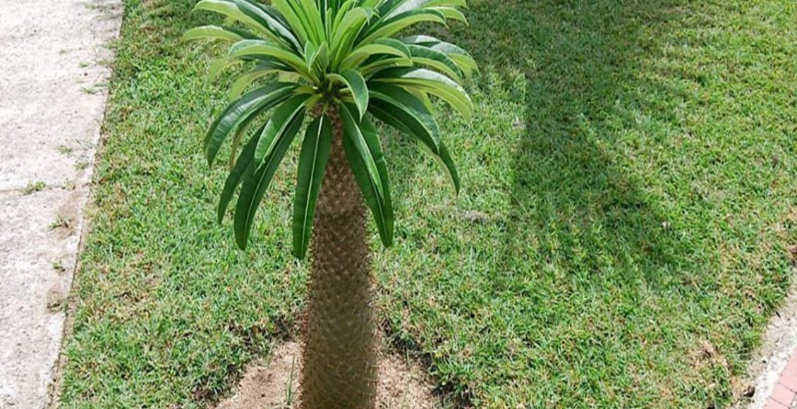 Onde plantar a Palmeira-de-madagascar ? Veja dicas para cultivar, tipo de solo e muito mais - Fonte: Pixabay