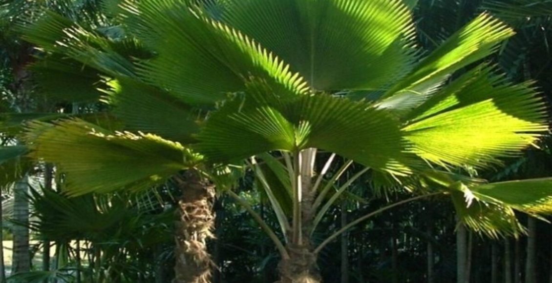 Como cultivar Palmeira leque com passos mais simples do mundo: tenha a planta dentro de casa - Fonte: Pixabay