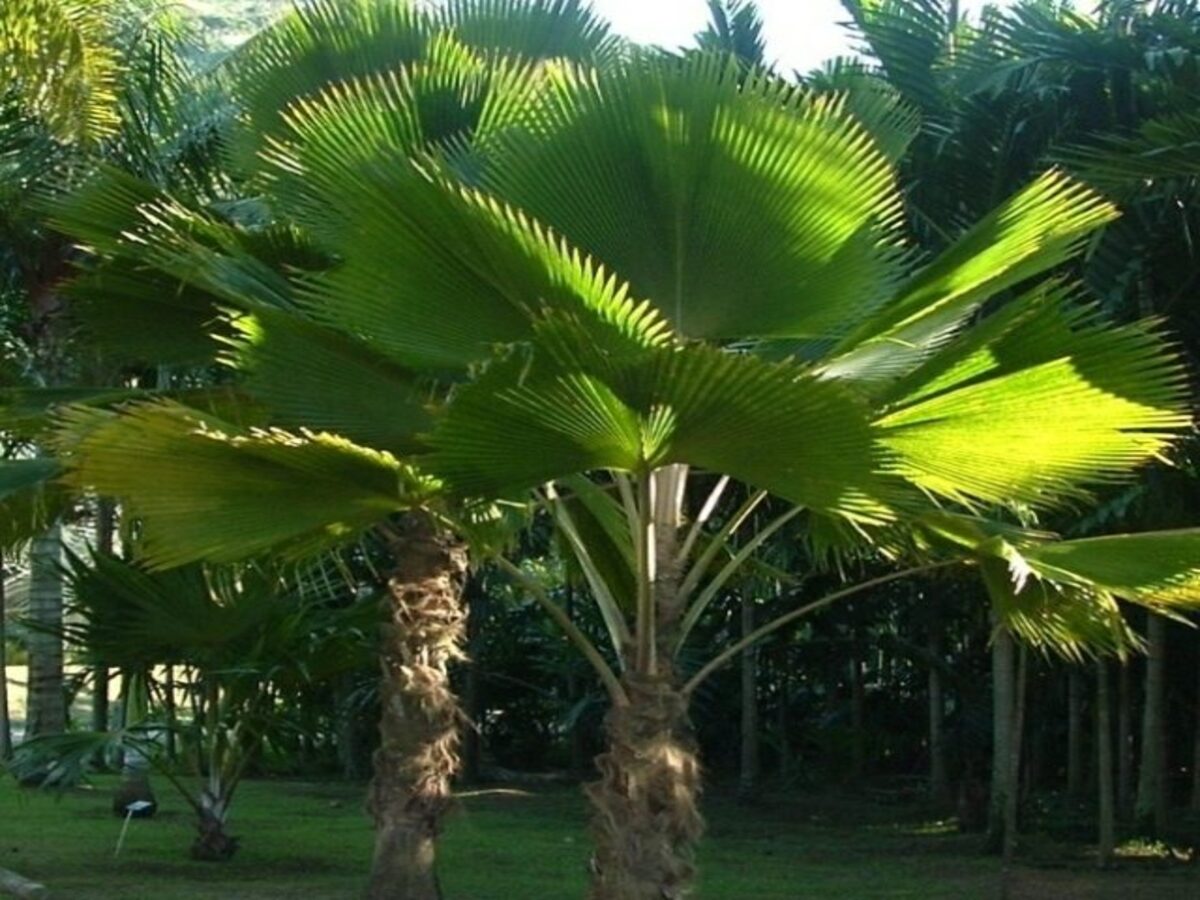 Como cultivar Palmeira leque com passos mais simples do mundo: tenha a planta dentro de casa - Fonte: Pixabay