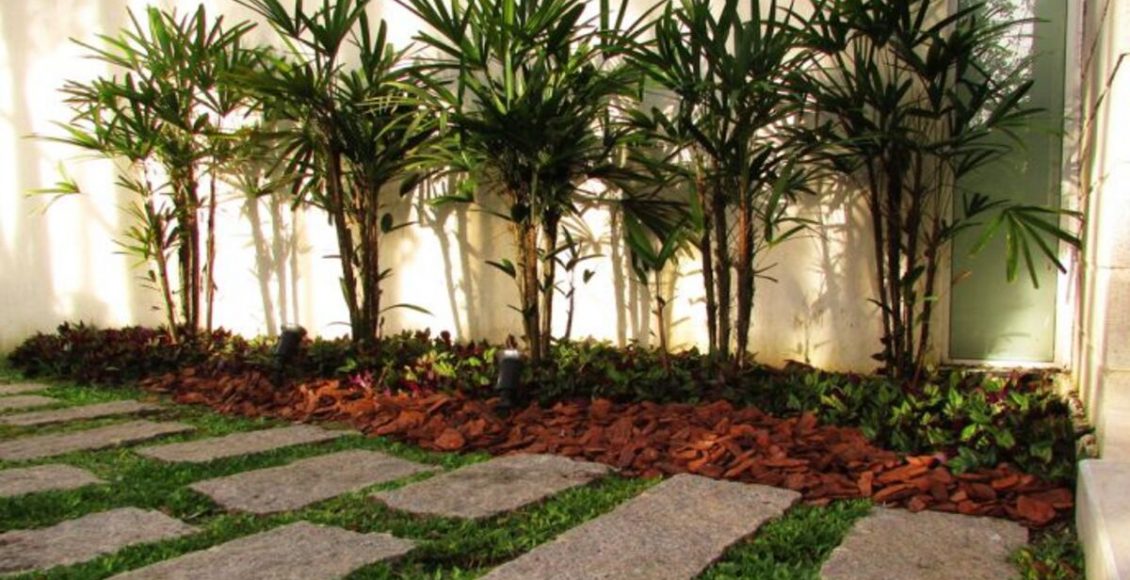 Como cultivar a Palmeira Ráfia? Planta acaba ficando muito bem como decoração da casa - Fonte: Pixabay