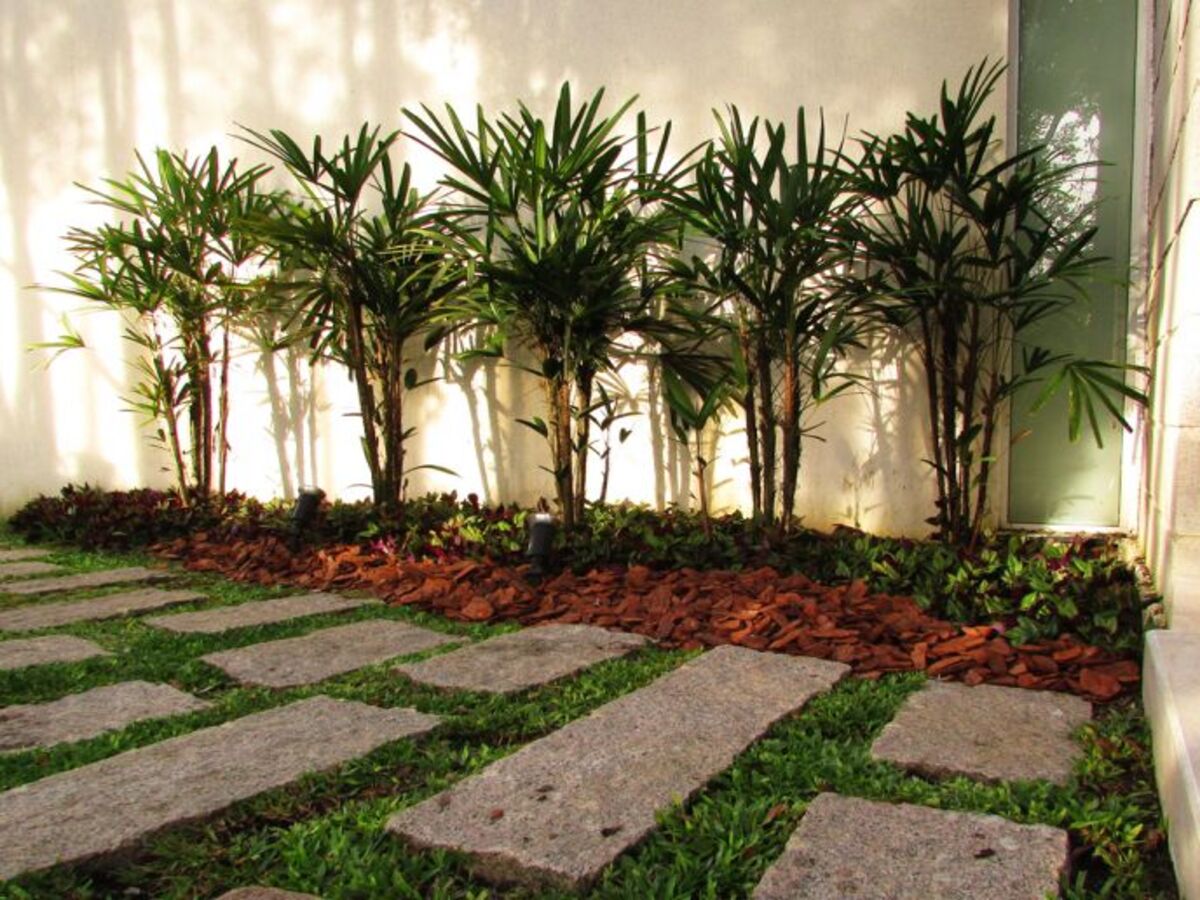 Como cultivar a Palmeira Ráfia? Planta acaba ficando muito bem como decoração da casa - Fonte: Pixabay