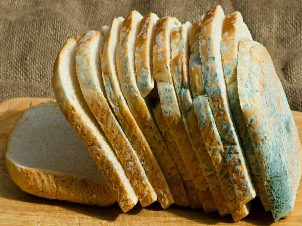 Pode comer pão de forma vencido? Veja o que dizem os especialistas - Fonte: Pixabay