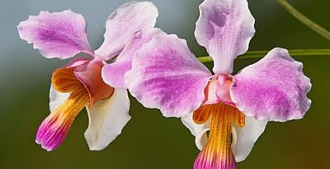 Vanda-teres: veja dicas práticas para cultivar essa flor em seu jardim - Fonte: Canva
