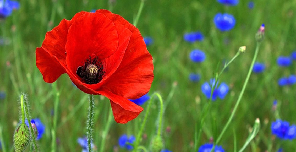Como cultivar Papoula-oriental? Veja dicas práticas sobre a planta mediterrânea neste artigo - Fonte: Canvas