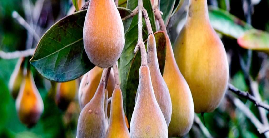 Como cultivar Perinha-do-cerrado? Veja dicas práticas para o dia a dia e como ter mais frutos - Fonte: Pixabay