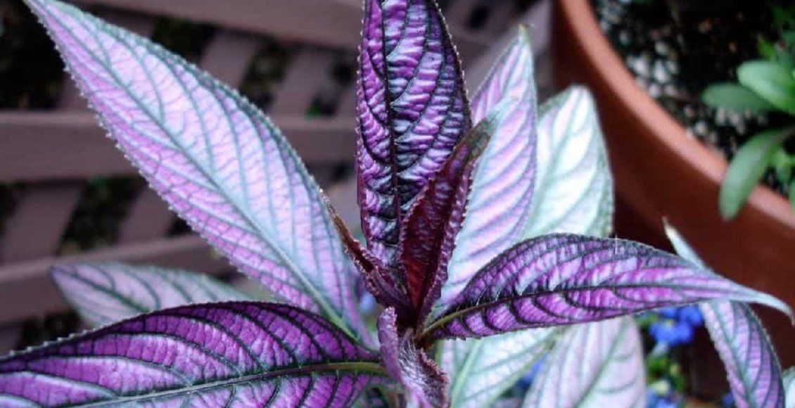 Como cultivar Escudo-persa? Sua casa vai ficar linda com esse tipo de planta, veja agora mesmo - Fonte: Pixabay