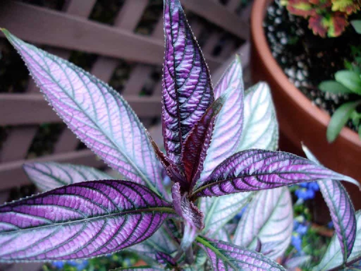 Como cultivar Escudo-persa? Sua casa vai ficar linda com esse tipo de planta, veja agora mesmo - Fonte: Pixabay