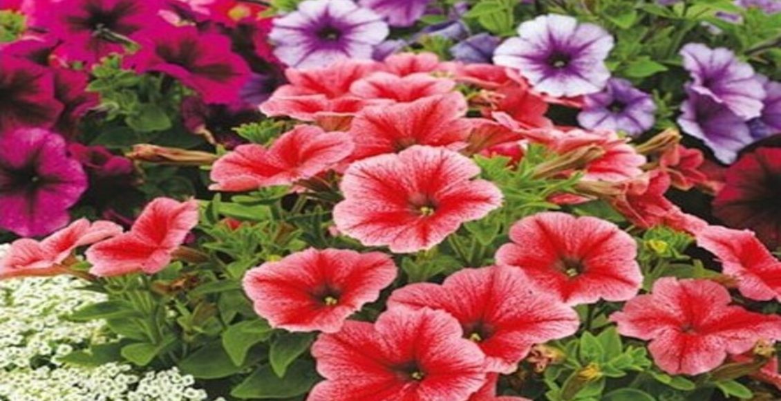 Como cultivar Petúnia? Veja passo a passo para manter "flor mais rara do Brasil" - Fonte: Pixabay