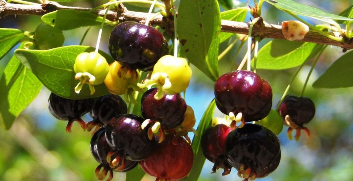 Veja algumas frutas fáceis de plantar para embelezar o seu jardim - pixabay