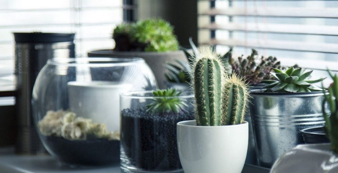 Conheça esses 3 tipos de plantas para cozinha e deixar o ambiente mais bonito - pixabay