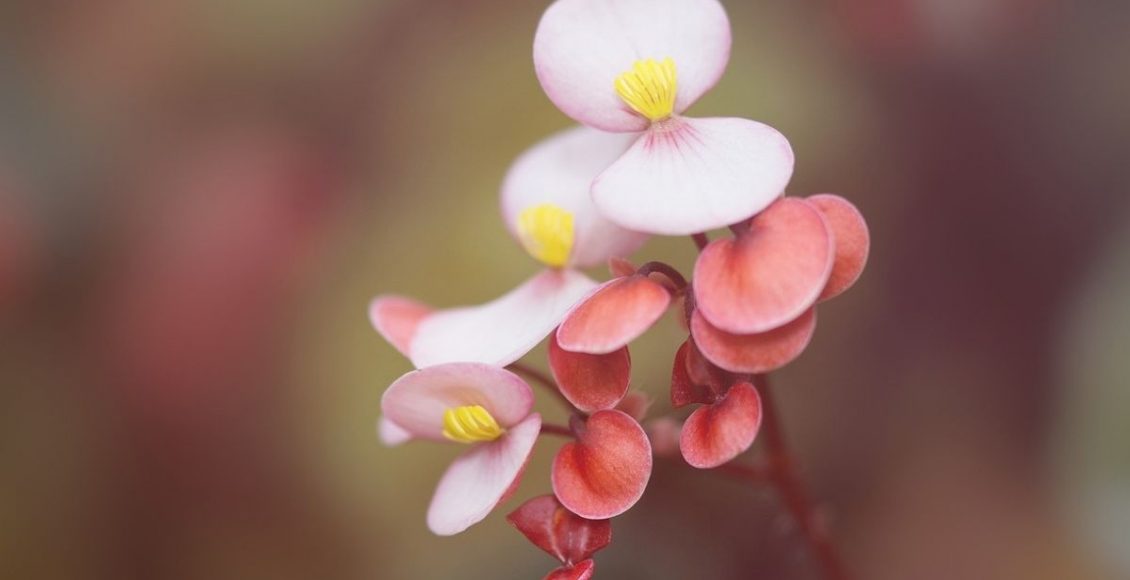 Conheça 3 plantas de médio porte para dentro de casa; confira a seguir - pixabay