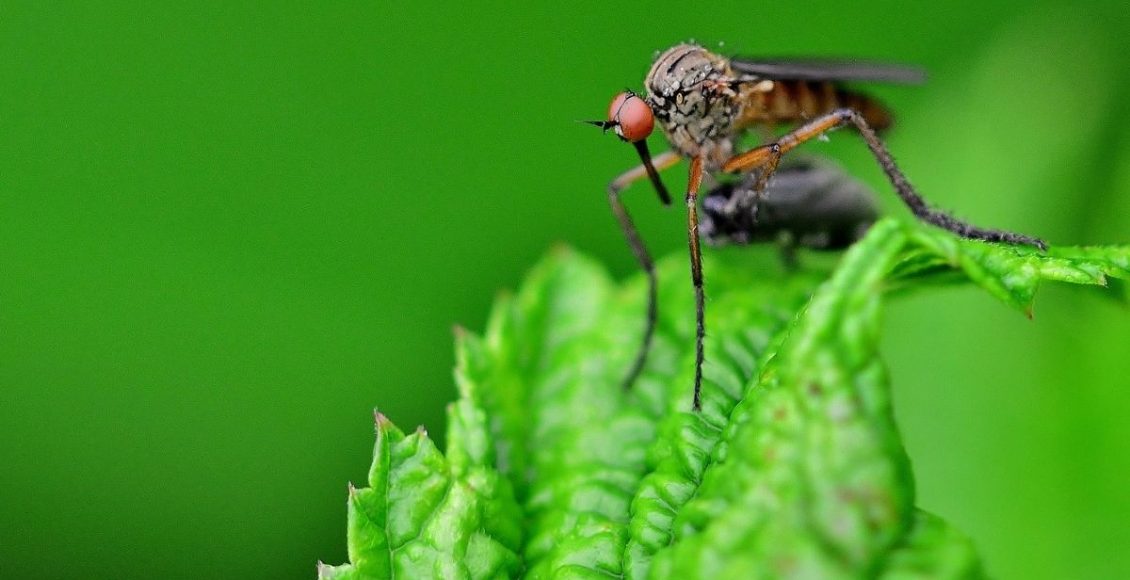 Plantas repelentes: confira 3 espécies que te ajudam a espantar insetos - pixabay