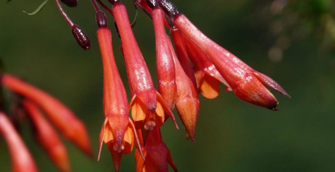 Veja como cultivar a flor-de-coral em sua casa com essas dicas - pixabay